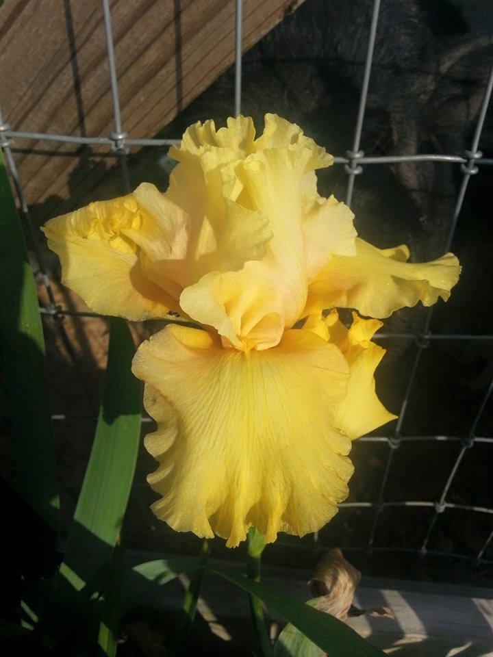 Photo of Tall Bearded Iris (Iris 'Abbondanza') uploaded by TammyB