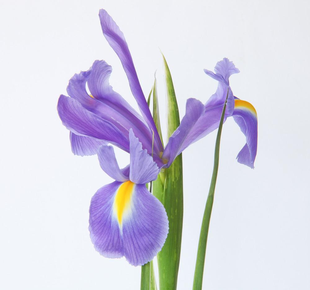 Photo of Irises (Iris) uploaded by admin