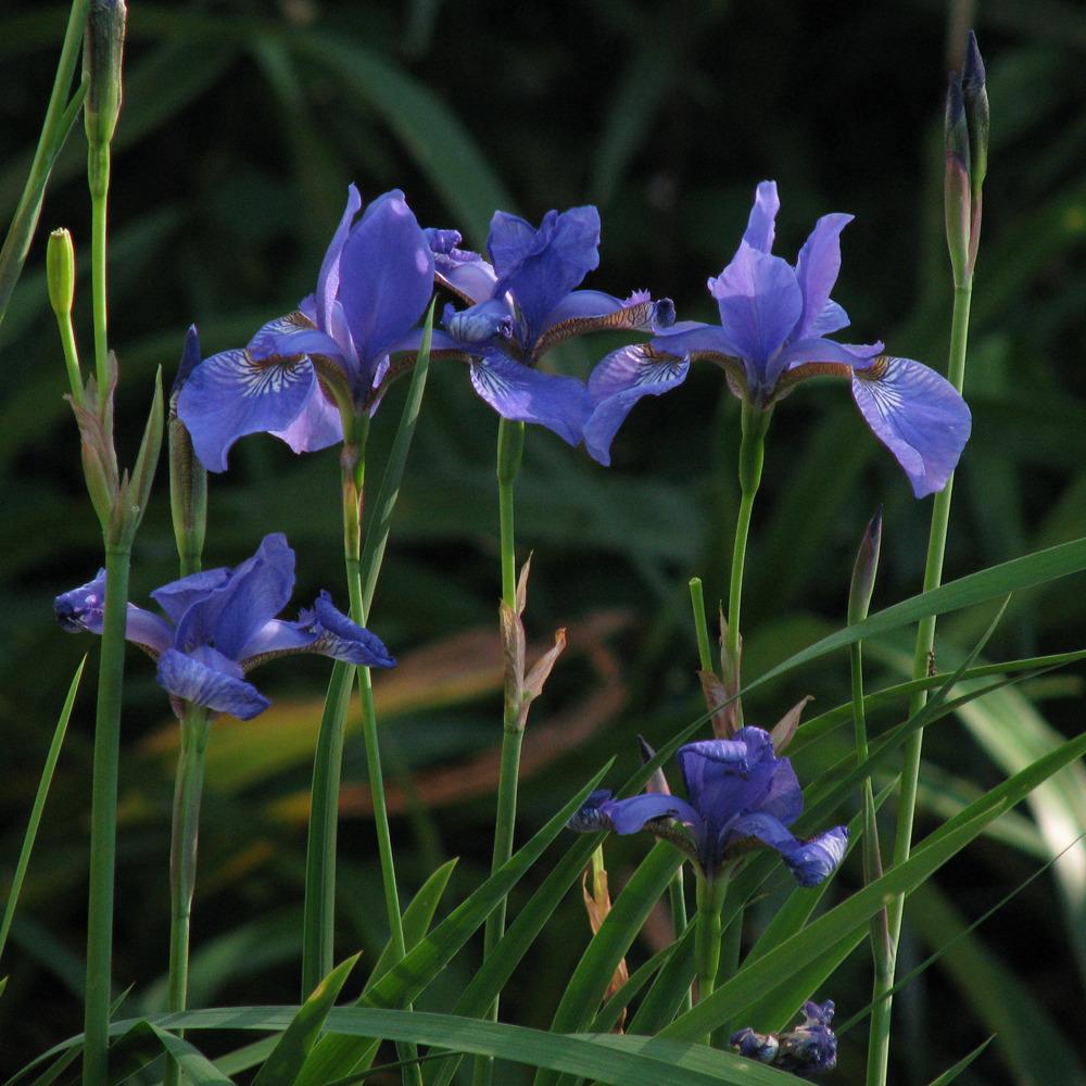 Photo of Siberian Iris (Iris 'Caesar's Brother') uploaded by blue23rose