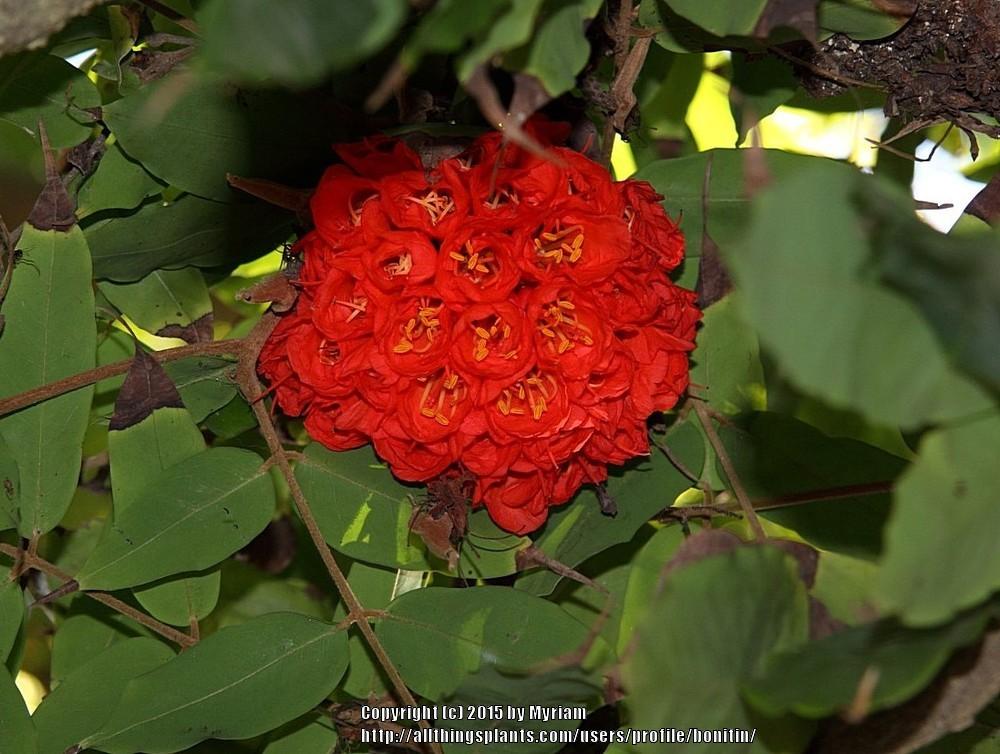 Photo of Rose of Venezuela (Brownea grandiceps) uploaded by bonitin