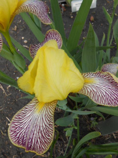 Photo of Miniature Tall Bearded Iris (Iris 'Gracchus') uploaded by crowrita1