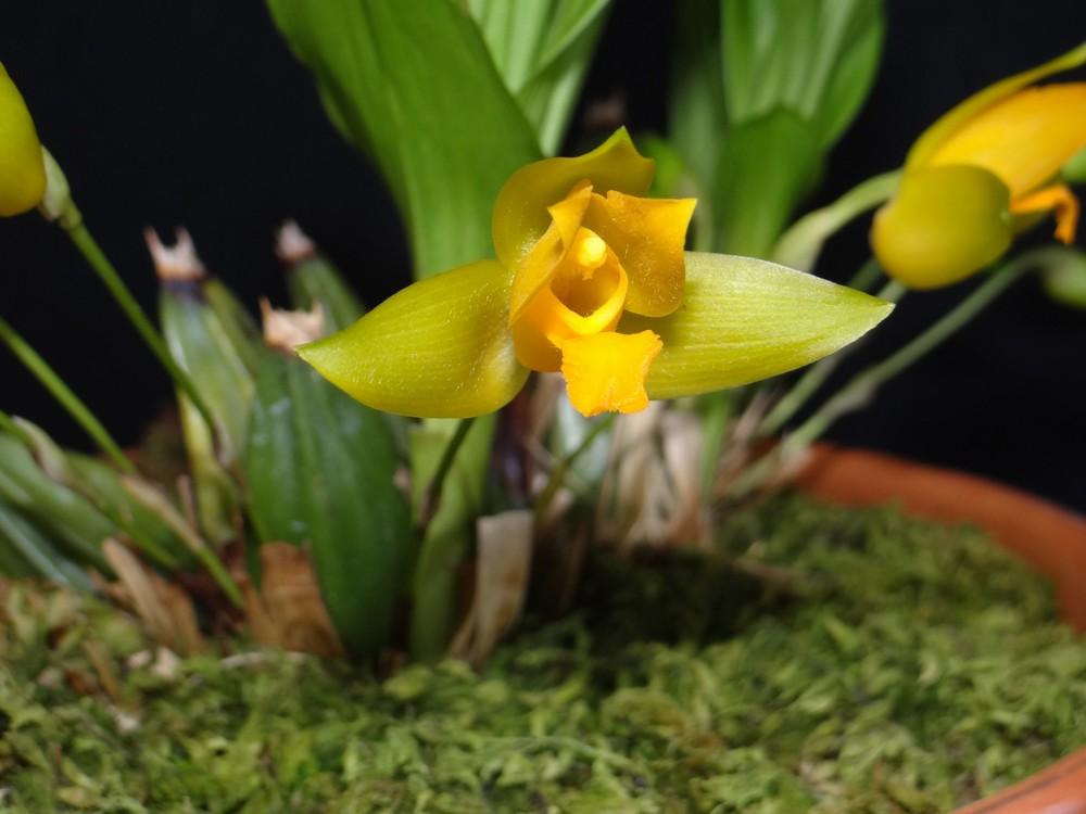 Photo of Orchid (Lycaste aromatica) uploaded by hawkarica