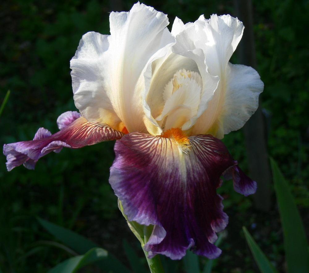 Photo of Tall Bearded Iris (Iris 'Care To Dance') uploaded by janwax