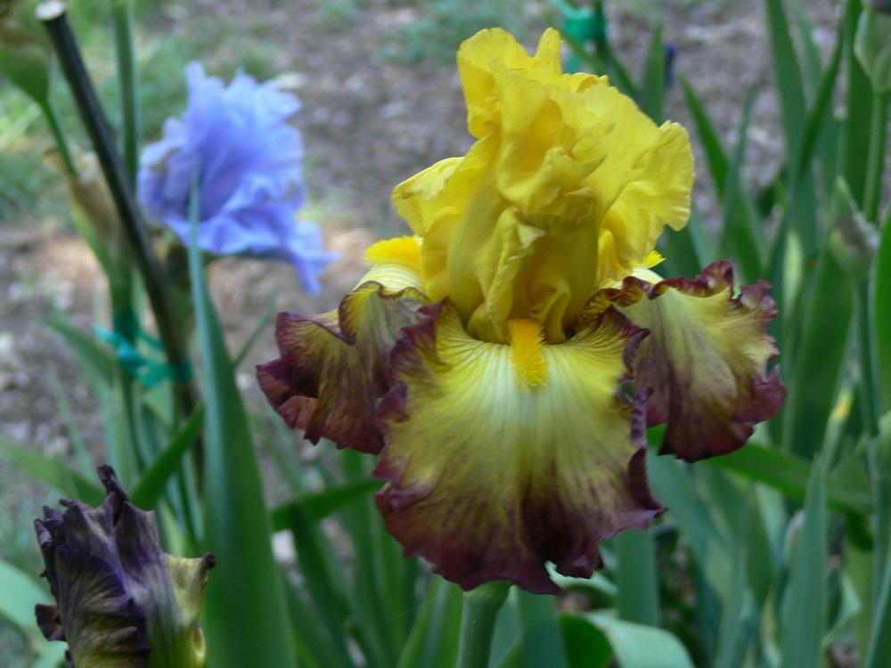 Photo of Tall Bearded Iris (Iris 'Summer Shadow') uploaded by janwax