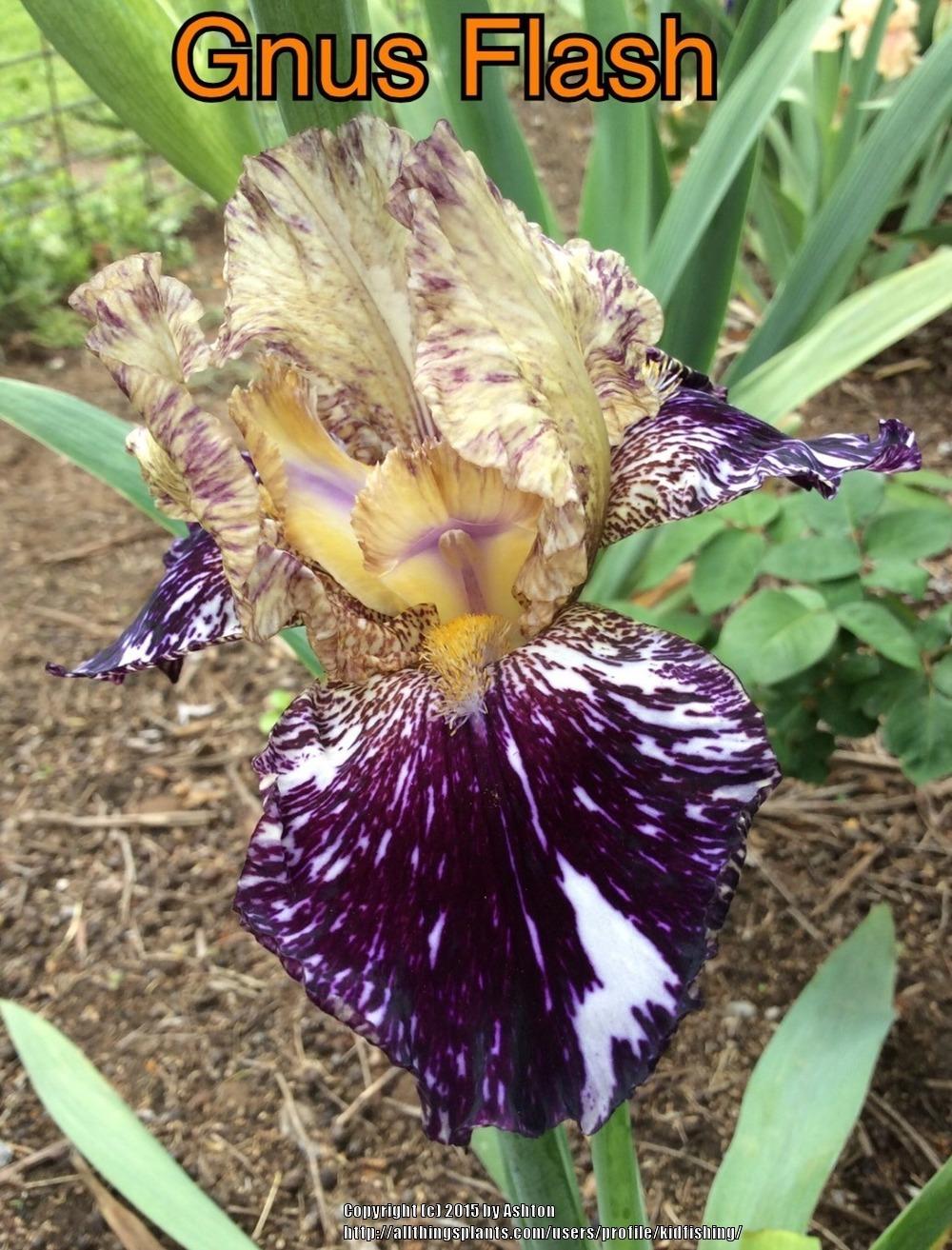 Photo of Tall Bearded Iris (Iris 'Gnus Flash') uploaded by kidfishing