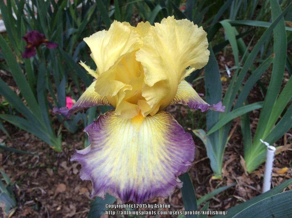 Photo of Tall Bearded Iris (Iris 'Sunset Punch') uploaded by kidfishing