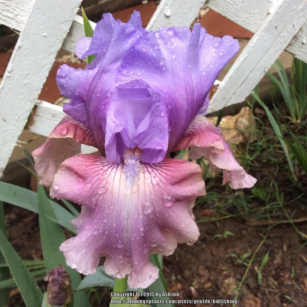 Photo of Tall Bearded Iris (Iris 'New Face') uploaded by kidfishing