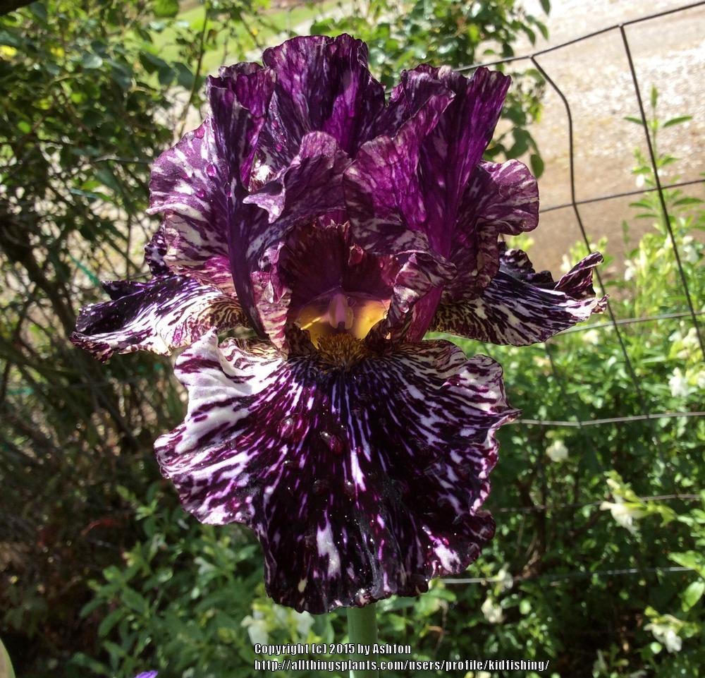Photo of Tall Bearded Iris (Iris 'Peggy Anne') uploaded by kidfishing