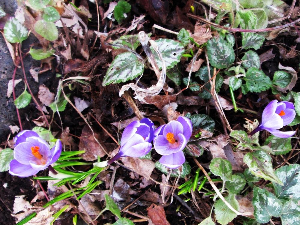 Photo of Crocus (Crocus chrysanthus 'Blue Pearl') uploaded by lauribob