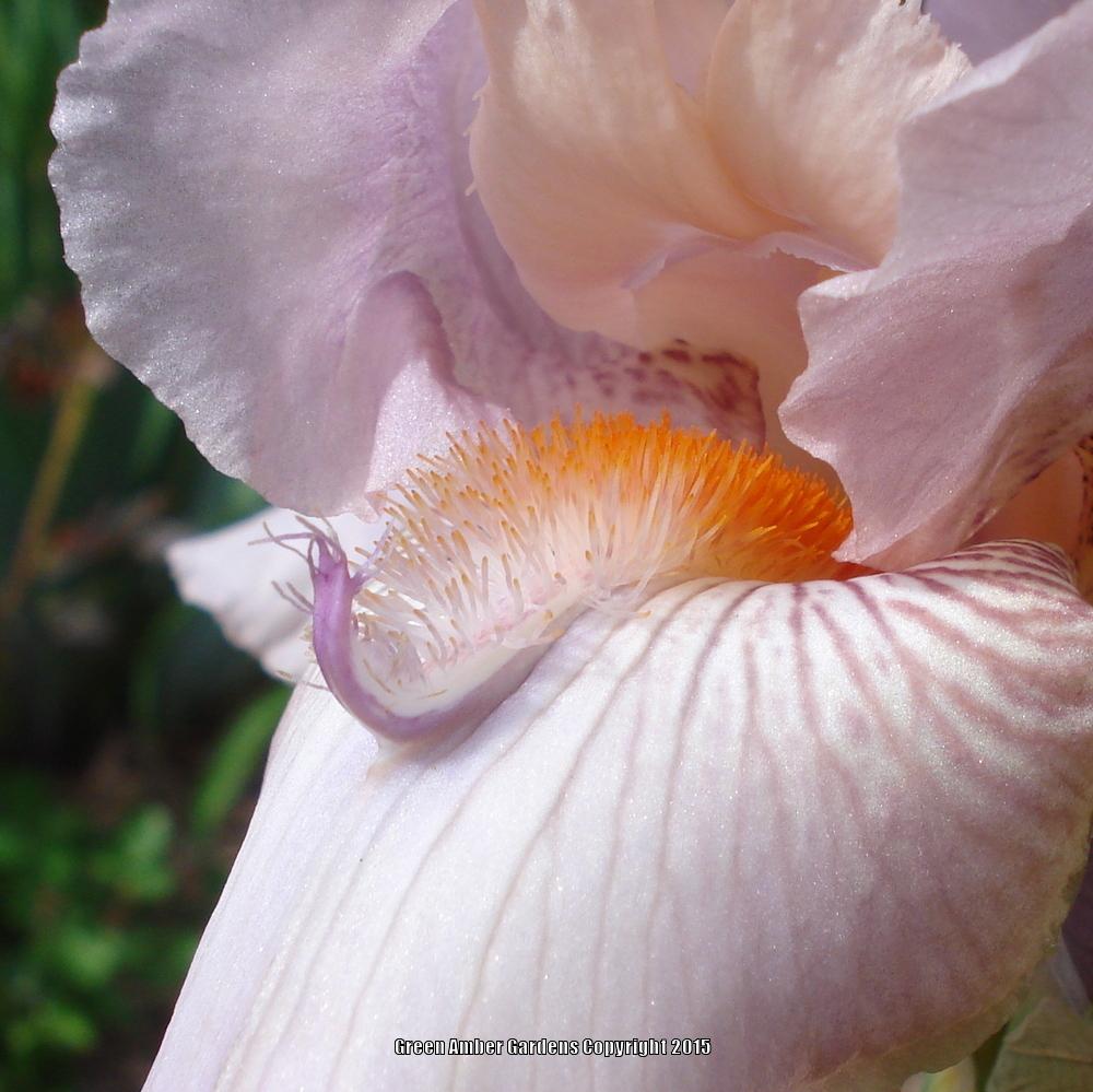 Photo of Tall Bearded Iris (Iris 'Cherry Blossom Special') uploaded by lovemyhouse