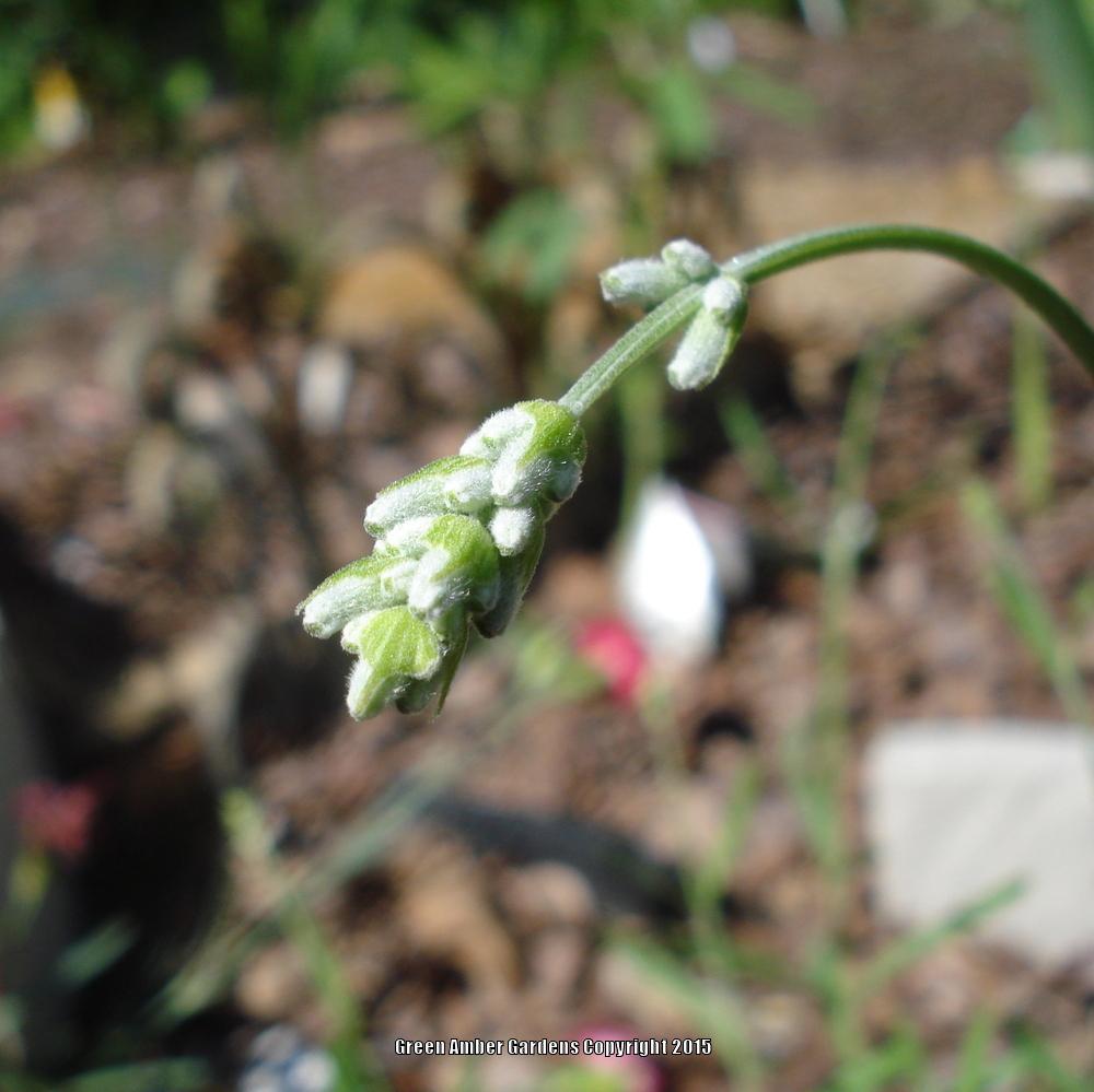 Photo of English Lavender (Lavandula angustifolia 'Munstead') uploaded by lovemyhouse