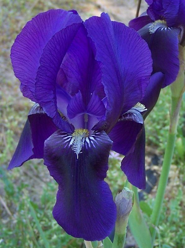 Photo of Intermediate Bearded Iris (Iris 'Gentius') uploaded by Calif_Sue