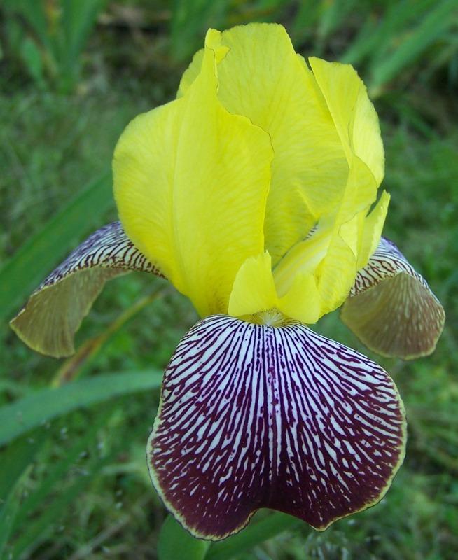 Photo of Miniature Tall Bearded Iris (Iris 'Gajus') uploaded by Calif_Sue