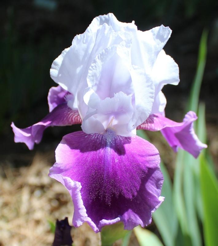 Photo of Tall Bearded Iris (Iris 'Gay Parasol') uploaded by Calif_Sue