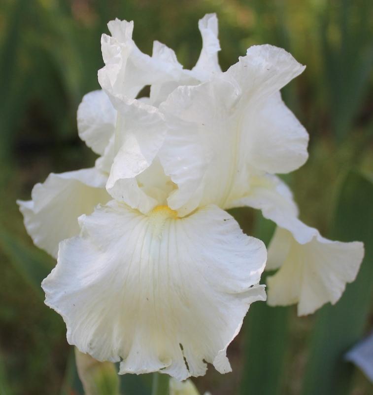 Photo of Tall Bearded Iris (Iris 'Frequent Flyer') uploaded by Calif_Sue