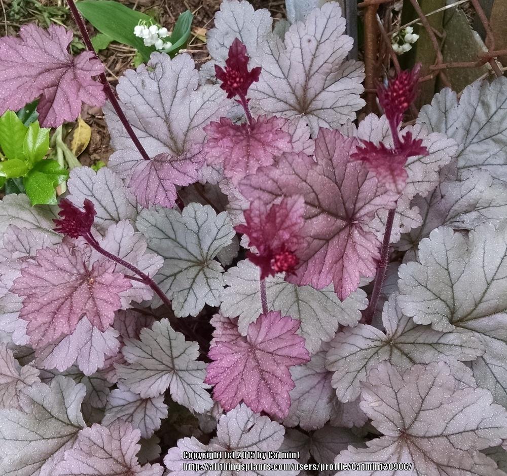Photo of Coral Bells (Heuchera 'Stainless Steel') uploaded by Catmint20906