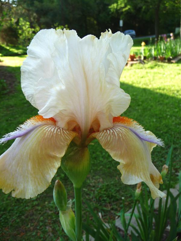 Photo of Tall Bearded Iris (Iris 'Pucker Power') uploaded by Lestv