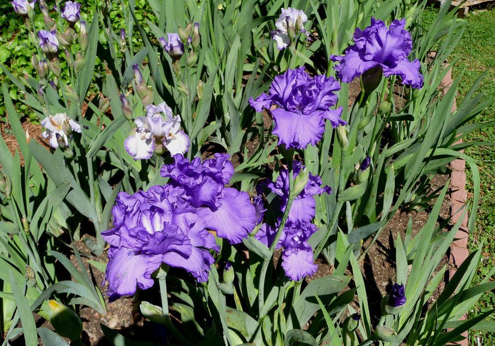Photo of Tall Bearded Iris (Iris 'Change in the Weather') uploaded by Lestv