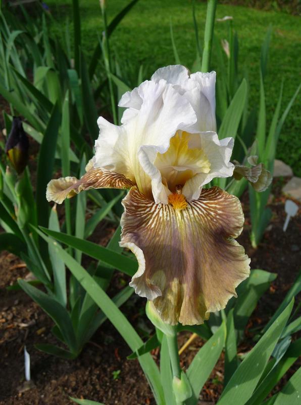 Photo of Tall Bearded Iris (Iris 'Peking Dancer') uploaded by Lestv
