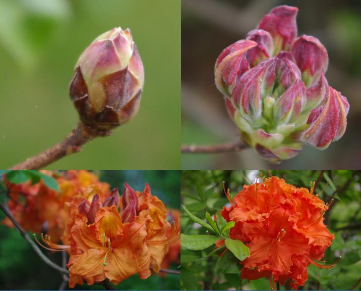 Photo of Azalea (Rhododendron 'Gibraltar') uploaded by RickM