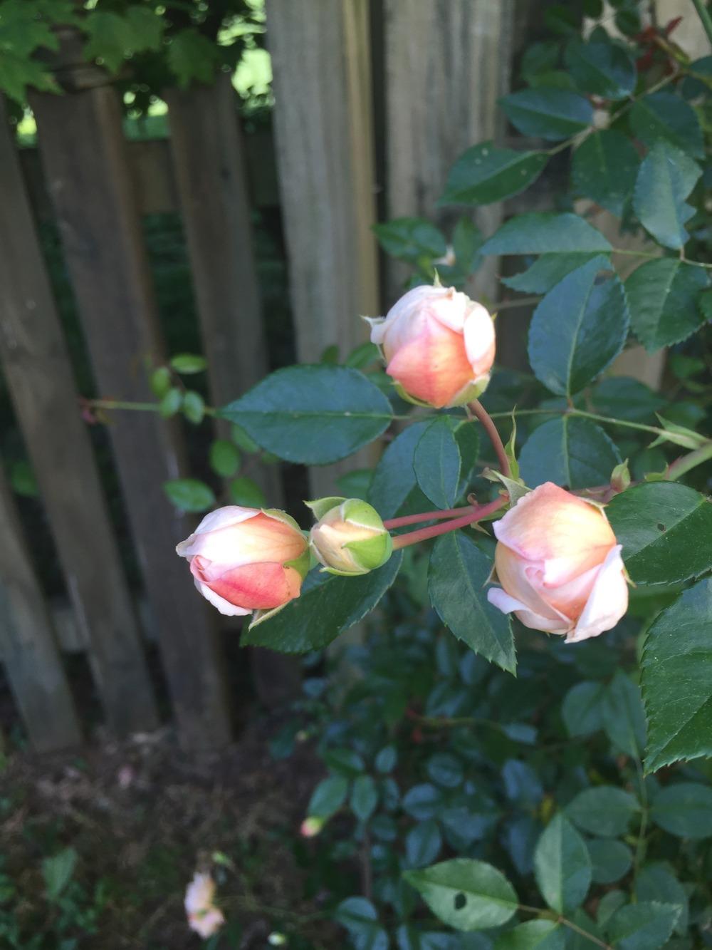 Photo of Rose (Rosa 'Leontine Gervais') uploaded by SCButtercup