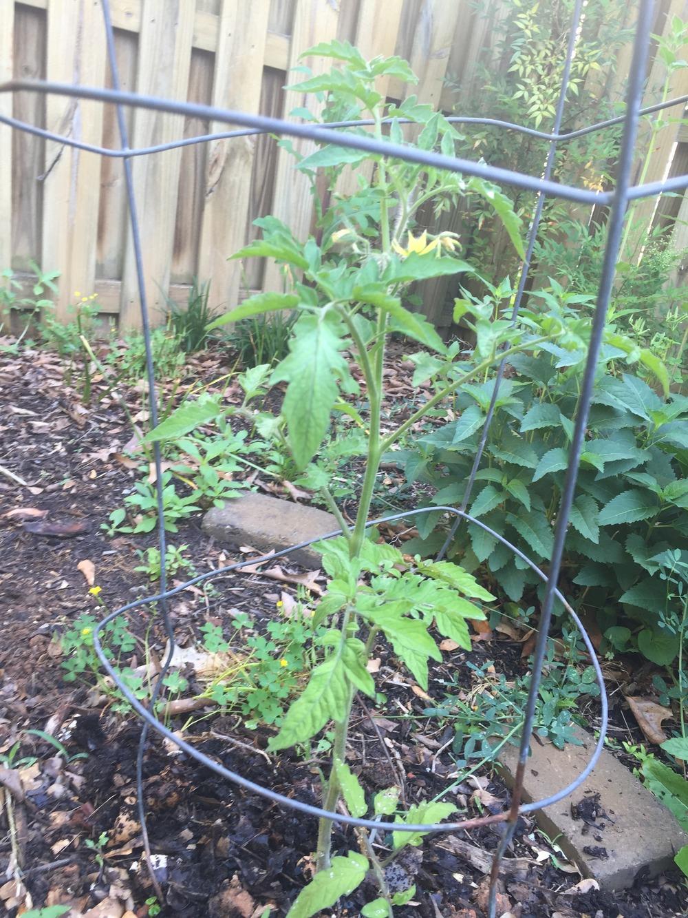 Photo of Tomato (Solanum lycopersicum 'Abraham Lincoln') uploaded by SCButtercup