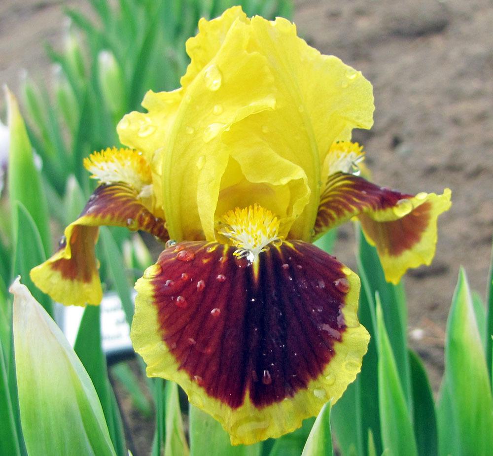 Photo of Standard Dwarf Bearded Iris (Iris 'Ultimate') uploaded by TBGDN