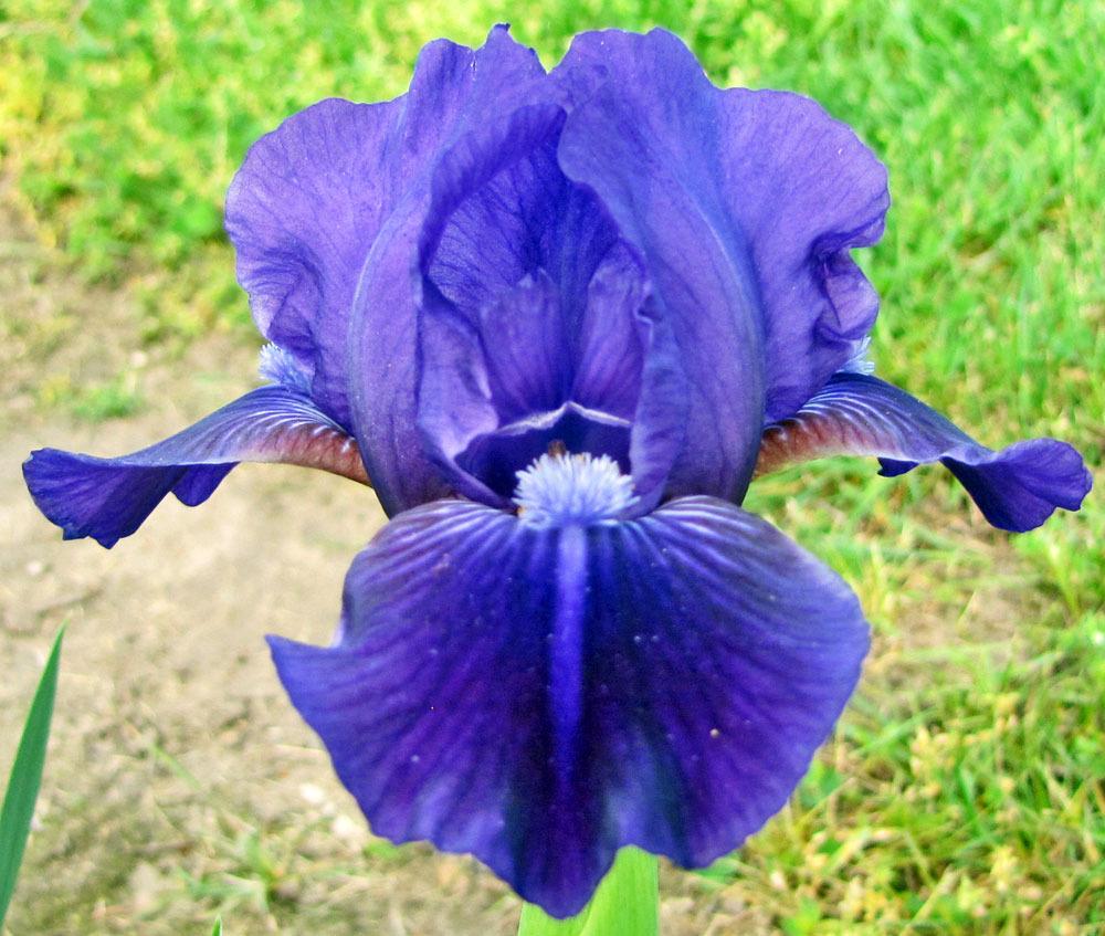 Photo of Standard Dwarf Bearded Iris (Iris 'Wizard's Return') uploaded by TBGDN