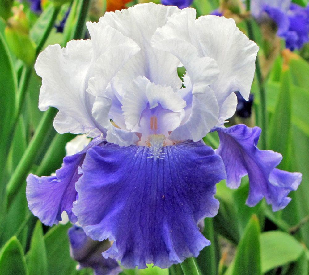 Photo of Tall Bearded Iris (Iris 'Sierra Grande') uploaded by TBGDN