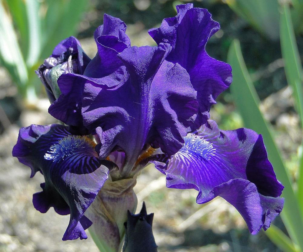 Photo of Intermediate Bearded Iris (Iris 'Star in the Night') uploaded by admin