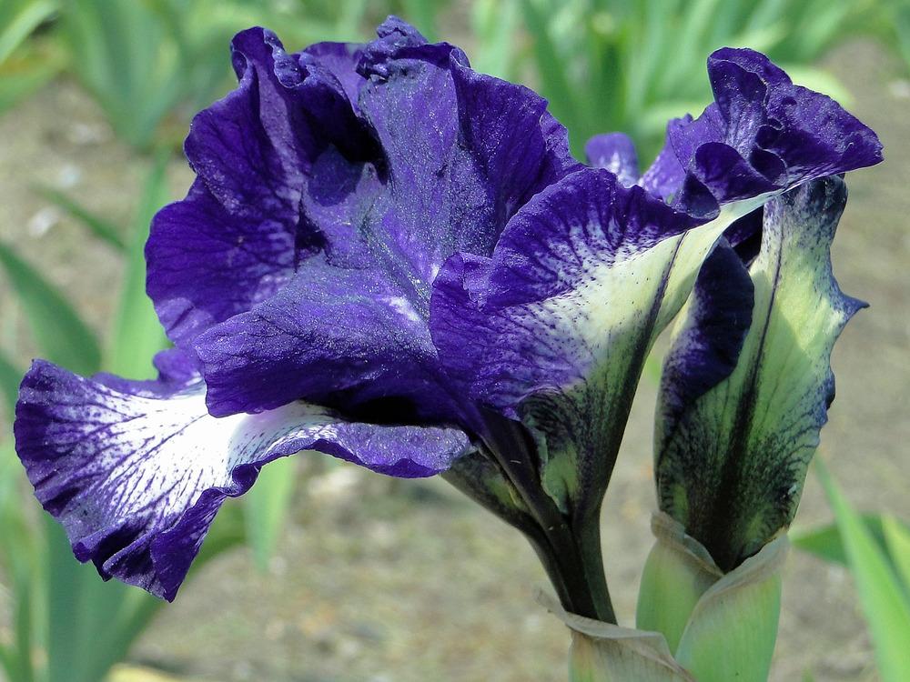 Photo of Intermediate Bearded Iris (Iris 'Starwoman') uploaded by admin