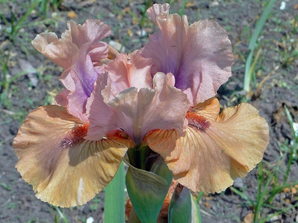 Photo of Intermediate Bearded Iris (Iris 'Let's Elope') uploaded by admin