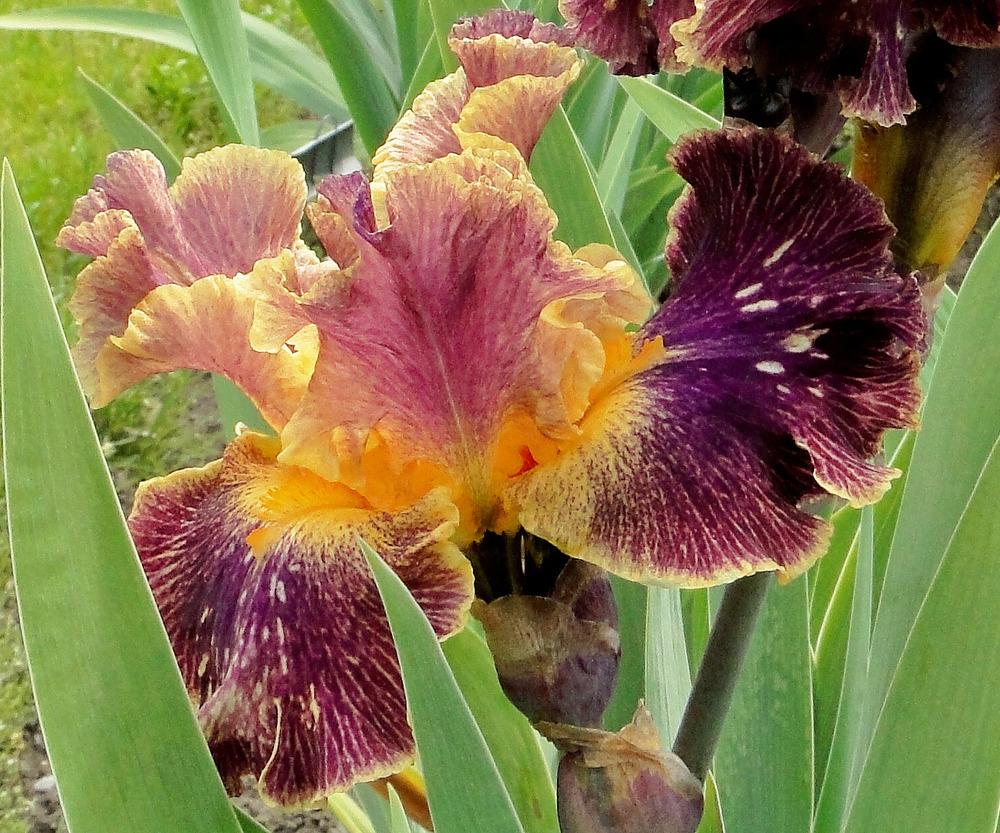 Photo of Border Bearded Iris (Iris 'Glo-Ray Hallelujah') uploaded by admin