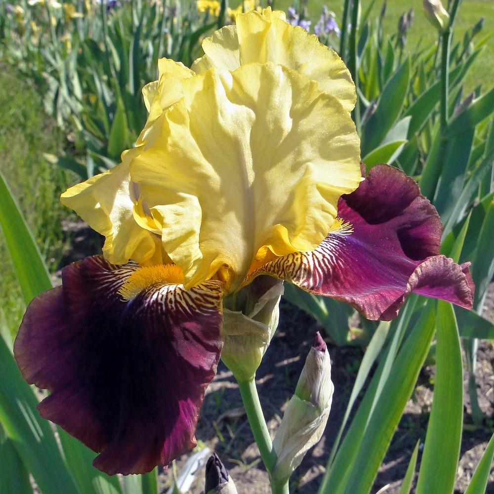Photo of Tall Bearded Iris (Iris 'Blatant') uploaded by admin