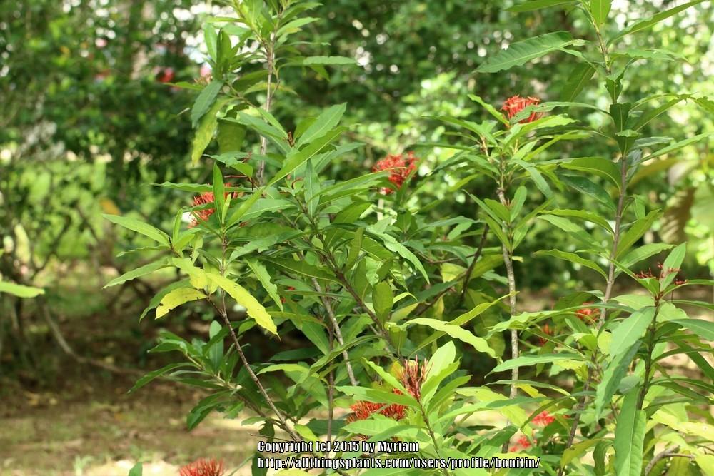 Photo of Jungle Geranium (Ixora coccinea) uploaded by bonitin