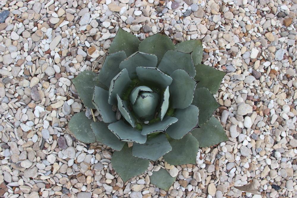 Photo of Parry's Agave (Agave parryi) uploaded by dave
