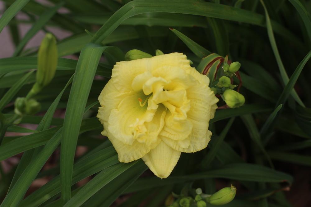 Photo of Daylily (Hemerocallis 'Cabbage Flower') uploaded by dave