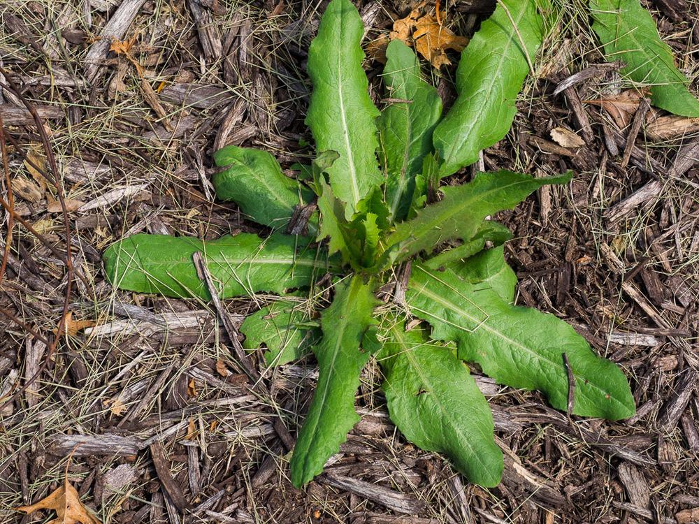 Photo of Prickly Lettuce (Lactuca serriola) uploaded by frankrichards16