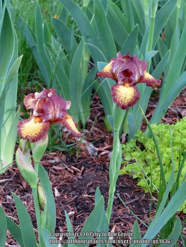 Photo of Standard Dwarf Bearded Iris (Iris 'Tremors') uploaded by ge1836