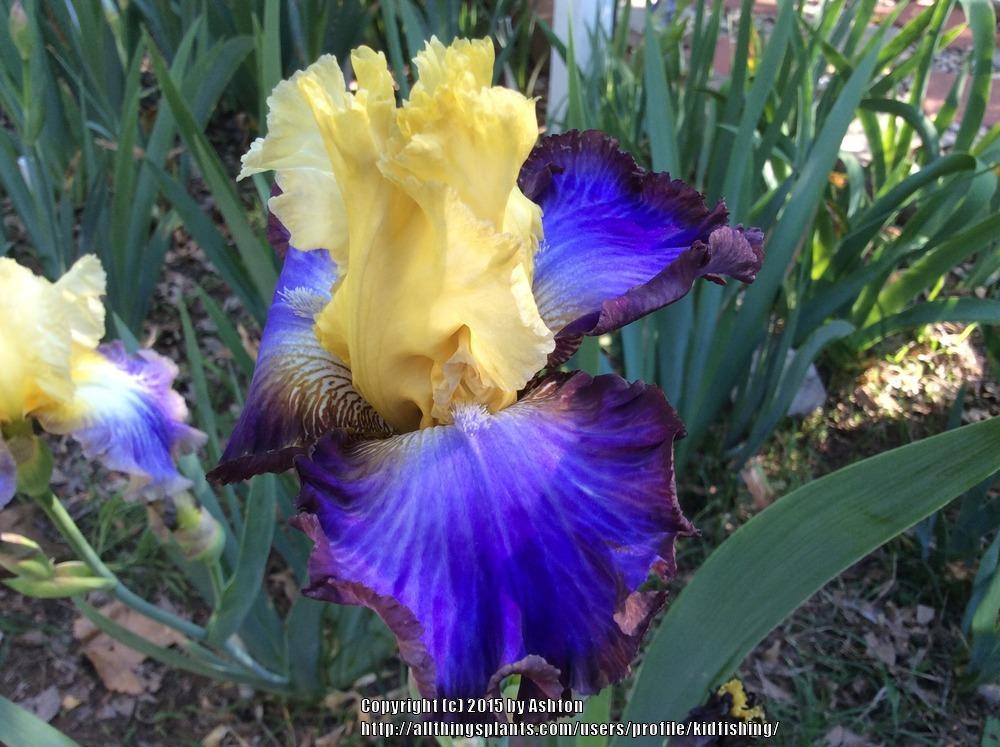 Photo of Tall Bearded Iris (Iris 'Adventurous') uploaded by kidfishing