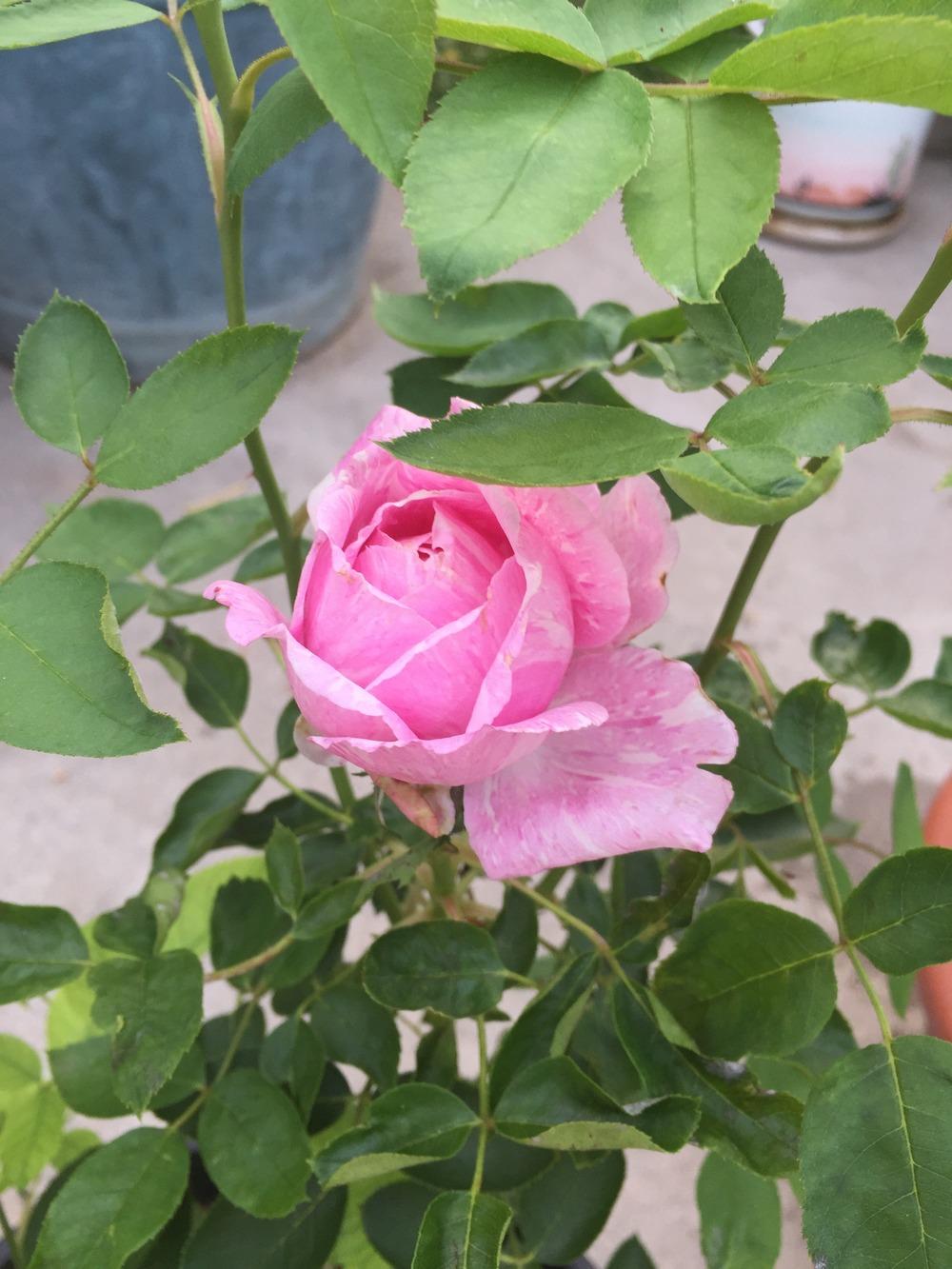 Photo of Rose (Rosa 'Candy Stripe') uploaded by mattmackay22