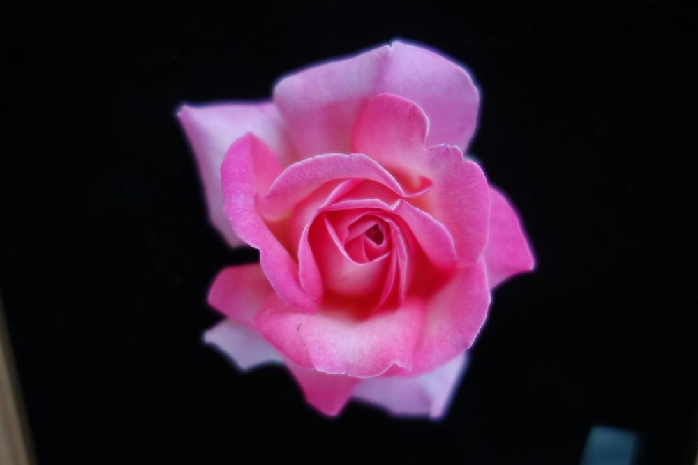 Photo of Rose (Rosa 'Chicago Peace') uploaded by mellielong