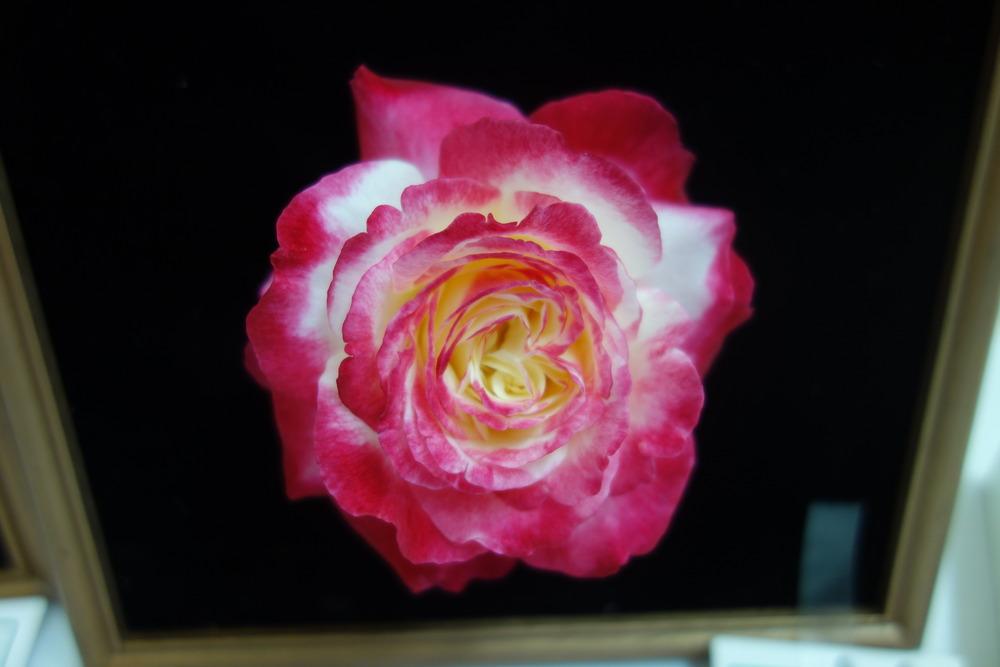 Photo of Hybrid Tea Rose (Rosa 'Double Delight') uploaded by mellielong