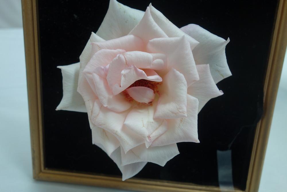 Photo of Rose (Rosa 'Sheer Bliss') uploaded by mellielong