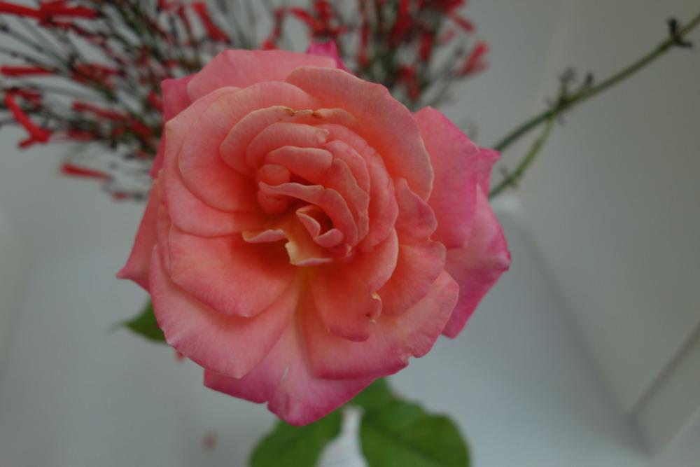 Photo of Rose (Rosa 'Granada') uploaded by mellielong