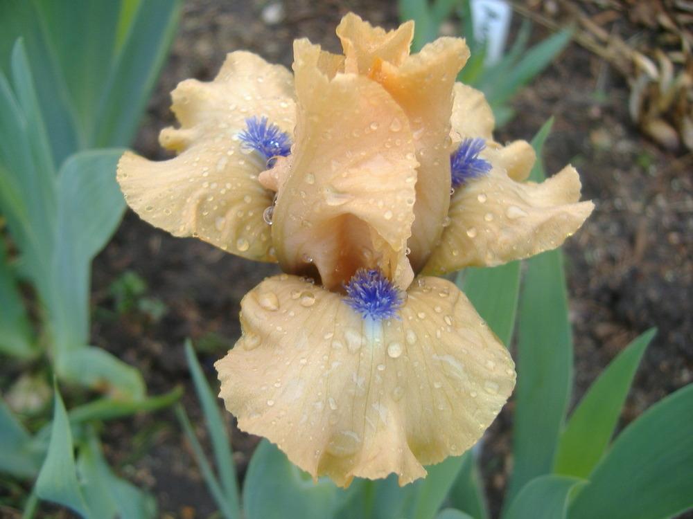 Photo of Standard Dwarf Bearded Iris (Iris 'Decorum') uploaded by tveguy3