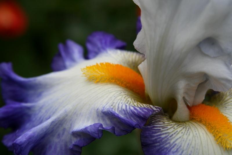 Photo of Tall Bearded Iris (Iris 'Brilliant Idea') uploaded by Calif_Sue