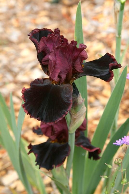 Photo of Tall Bearded Iris (Iris 'Strozzapreti') uploaded by Calif_Sue