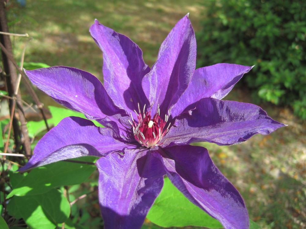 Photo of Clematis 'The President' uploaded by Deb850