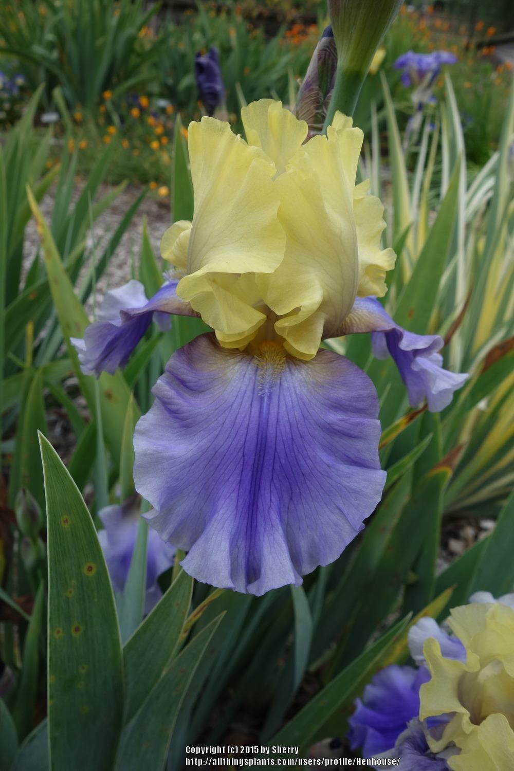 Photo of Tall Bearded Iris (Iris 'Edith Wolford') uploaded by Henhouse